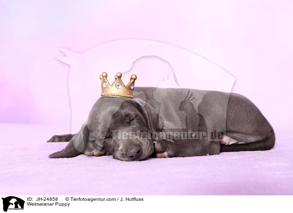 Weimaraner Welpe / Weimaraner Puppy / JH-24858