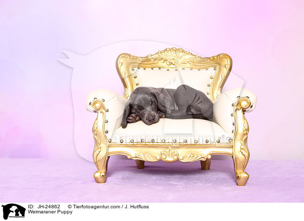 Weimaraner Welpe / Weimaraner Puppy / JH-24862