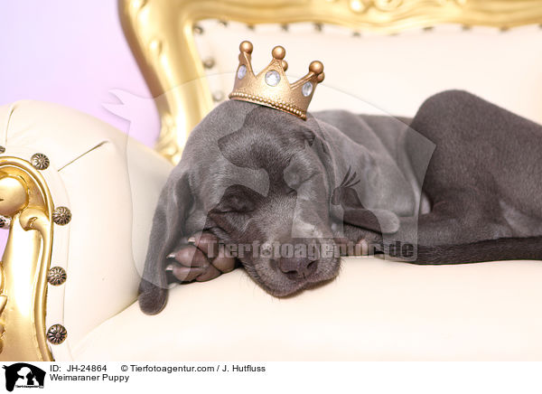 Weimaraner Welpe / Weimaraner Puppy / JH-24864