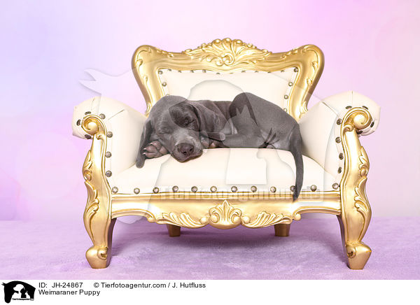 Weimaraner Welpe / Weimaraner Puppy / JH-24867