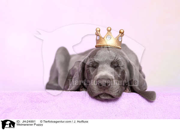 Weimaraner Welpe / Weimaraner Puppy / JH-24881