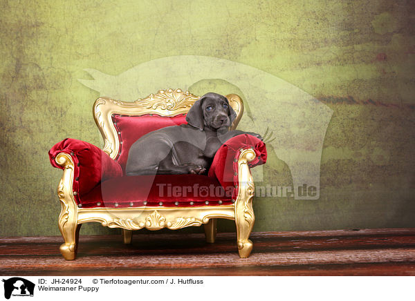 Weimaraner Welpe / Weimaraner Puppy / JH-24924