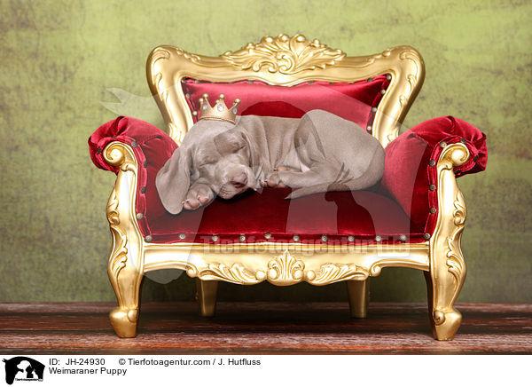 Weimaraner Welpe / Weimaraner Puppy / JH-24930