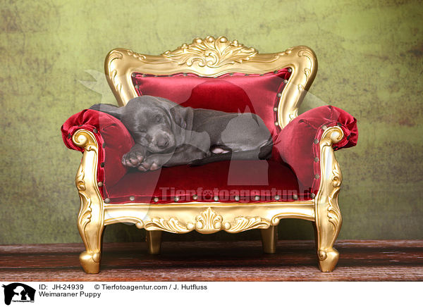 Weimaraner Welpe / Weimaraner Puppy / JH-24939