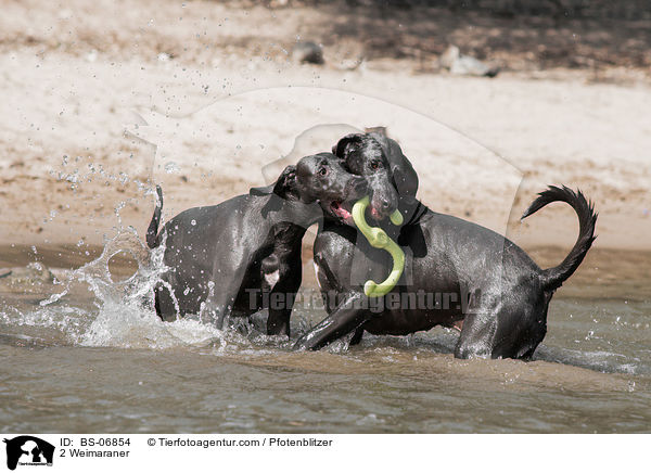 2 Weimaraner / BS-06854