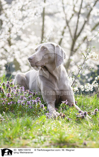 liegender Weimaraner / lying Weimaraner / MW-10919