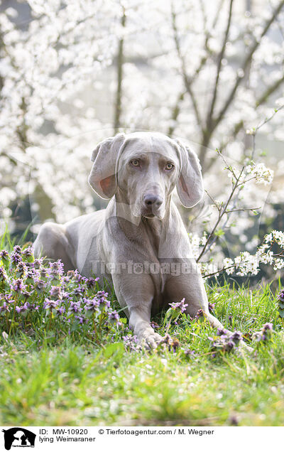 liegender Weimaraner / lying Weimaraner / MW-10920