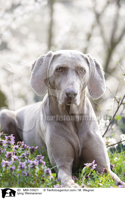 liegender Weimaraner / lying Weimaraner / MW-10921