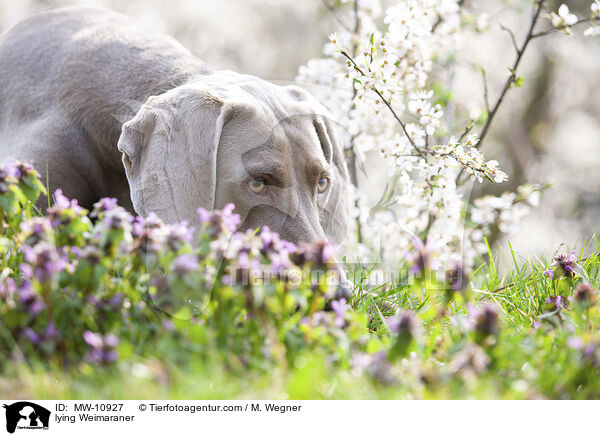 liegender Weimaraner / lying Weimaraner / MW-10927