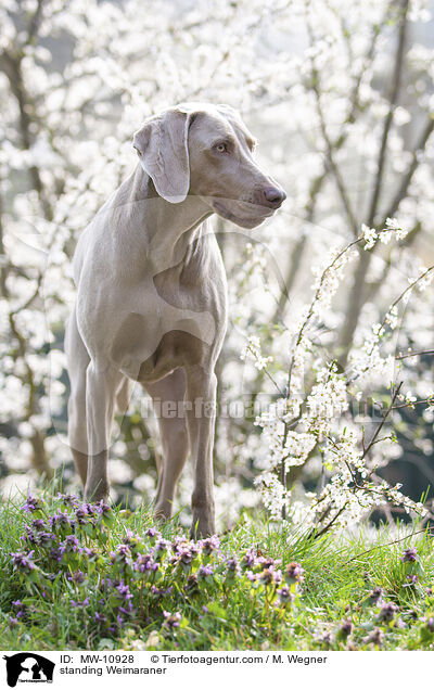 stehender Weimaraner / standing Weimaraner / MW-10928