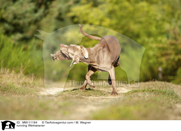 running Weimaraner / MW-11184