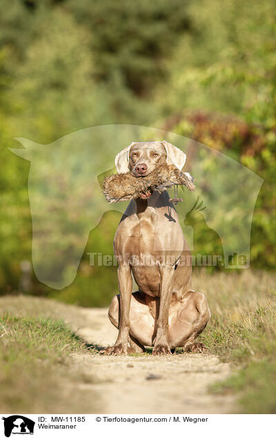 Weimaraner / MW-11185