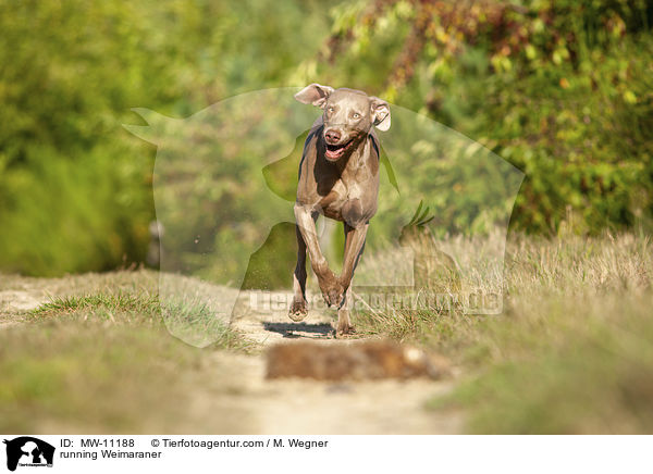 running Weimaraner / MW-11188