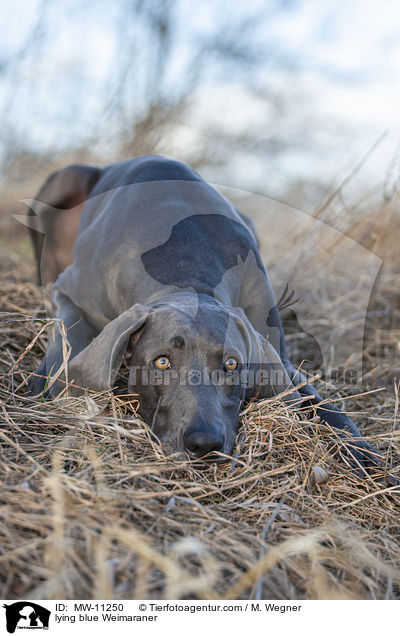 liegender blauer Weimaraner / lying blue Weimaraner / MW-11250
