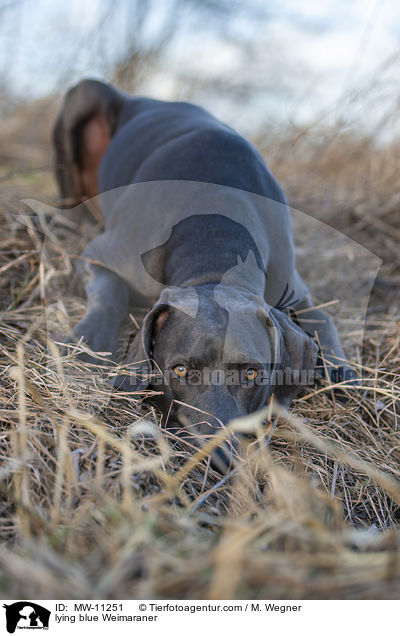 liegender blauer Weimaraner / lying blue Weimaraner / MW-11251