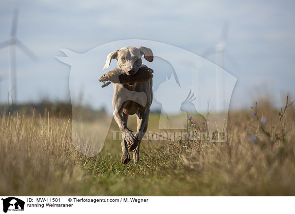 rennender Weimaraner / running Weimaraner / MW-11581