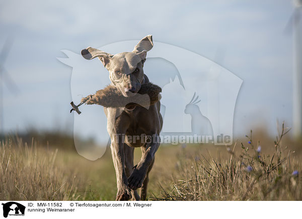 running Weimaraner / MW-11582