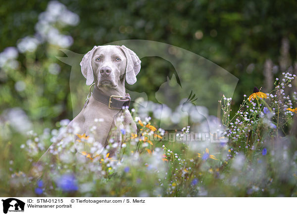 Weimaraner portrait / STM-01215