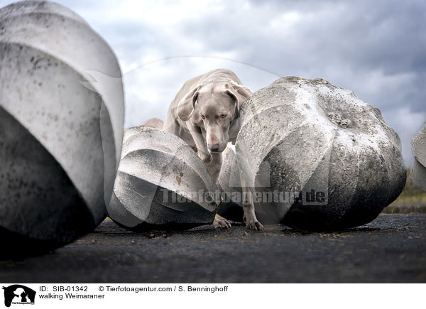 laufender Weimaraner / walking Weimaraner / SIB-01342