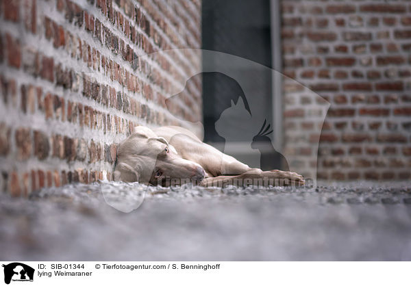 liegender Weimaraner / lying Weimaraner / SIB-01344