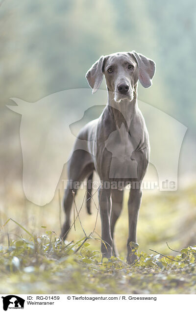 Weimaraner / RG-01459