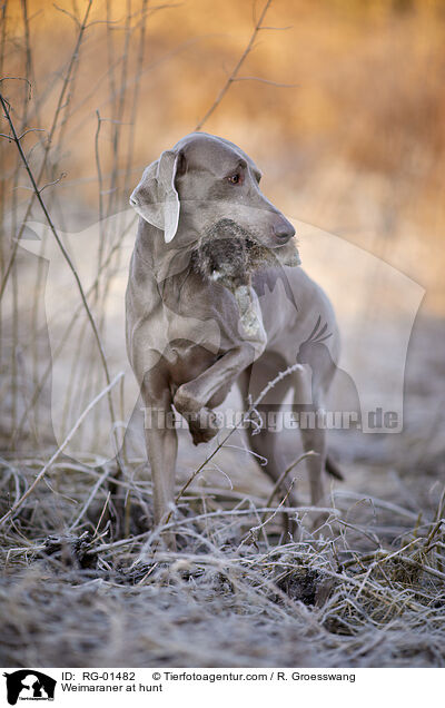 Weimaraner at hunt / RG-01482