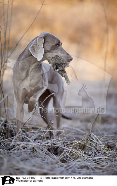 Weimaraner at hunt / RG-01483