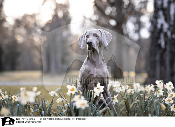 sitzender Weimaraner / sitting Weimaraner / NP-01062
