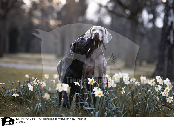 2 dogs / NP-01065