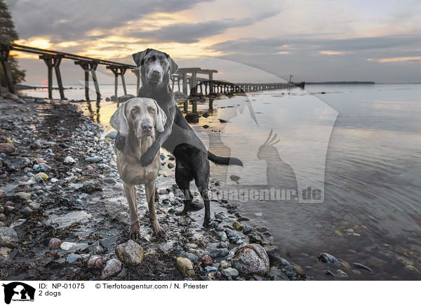 2 Hunde / 2 dogs / NP-01075