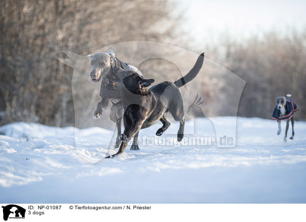 3 dogs / NP-01087