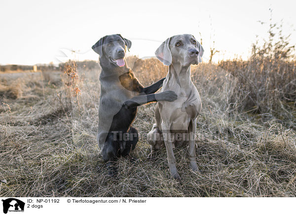 2 Hunde / 2 dogs / NP-01192