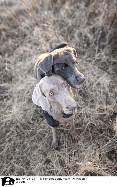 2 Hunde / 2 dogs / NP-01194