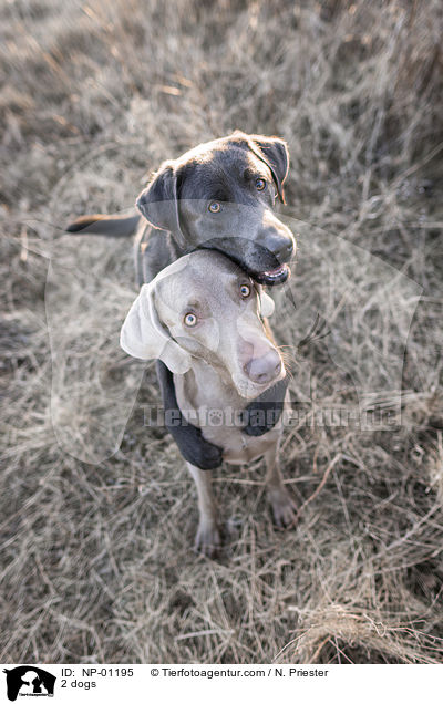 2 Hunde / 2 dogs / NP-01195