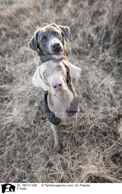 2 Hunde / 2 dogs / NP-01196