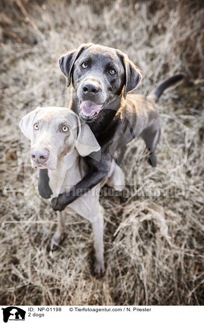 2 Hunde / 2 dogs / NP-01198