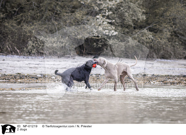2 dogs / NP-01219