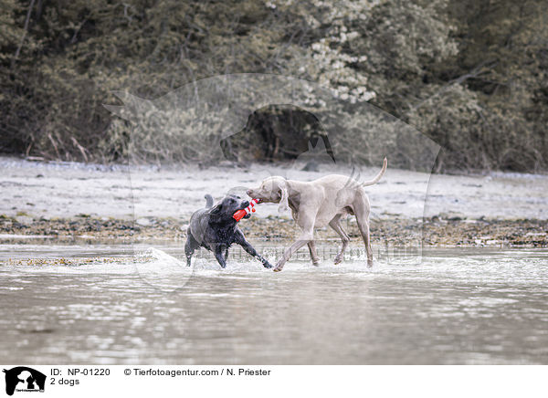 2 Hunde / 2 dogs / NP-01220