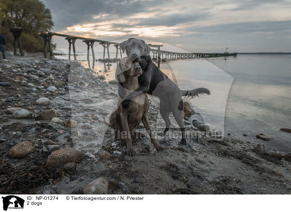 2 Hunde / 2 dogs / NP-01274