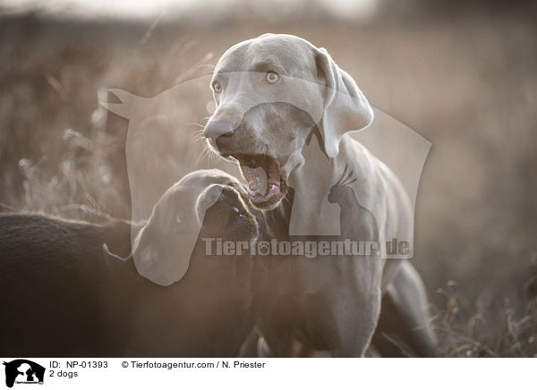 2 dogs / NP-01393