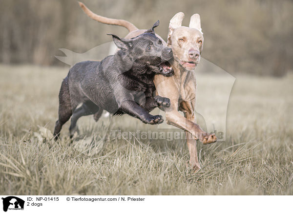 2 dogs / NP-01415