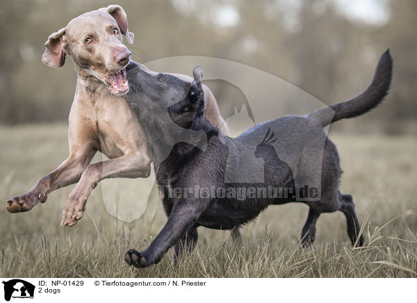 2 dogs / NP-01429