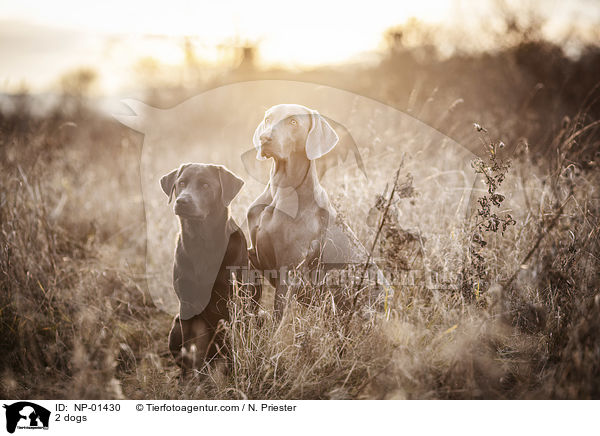 2 dogs / NP-01430