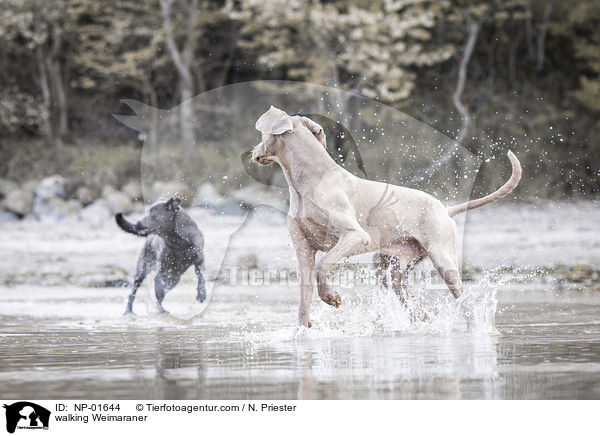 walking Weimaraner / NP-01644
