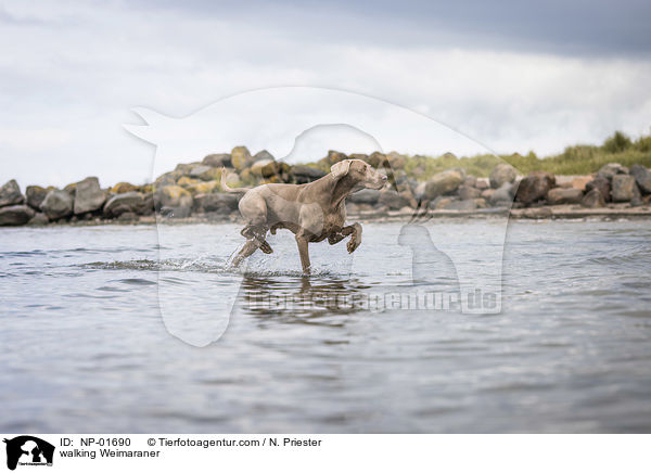walking Weimaraner / NP-01690