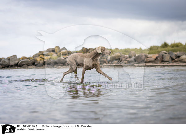 walking Weimaraner / NP-01691