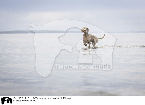 walking Weimaraner / NP-01718