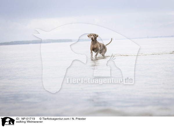 walking Weimaraner / NP-01719