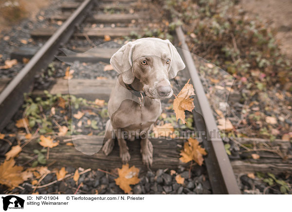 sitzender Weimaraner / sitting Weimaraner / NP-01904
