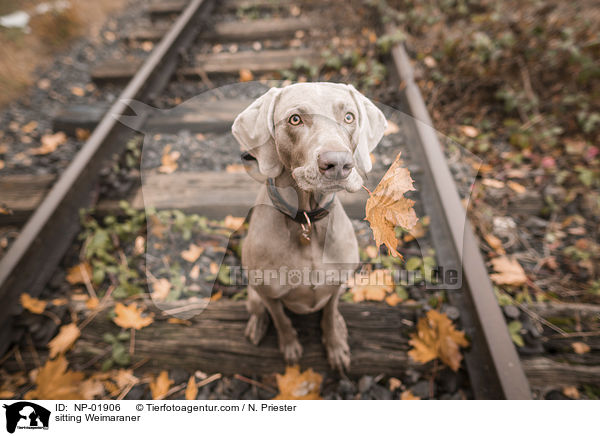 sitzender Weimaraner / sitting Weimaraner / NP-01906